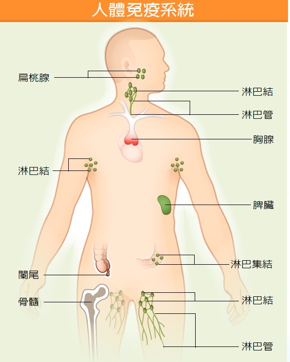人体器官有什么成语_含反义词的成语有什么