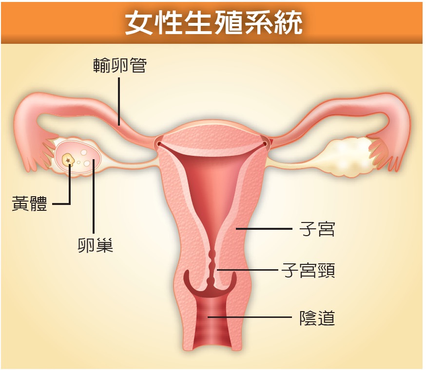 uterus s