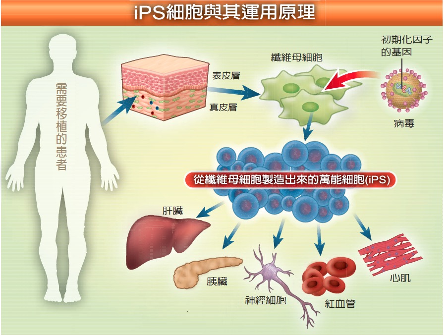 iPScell1