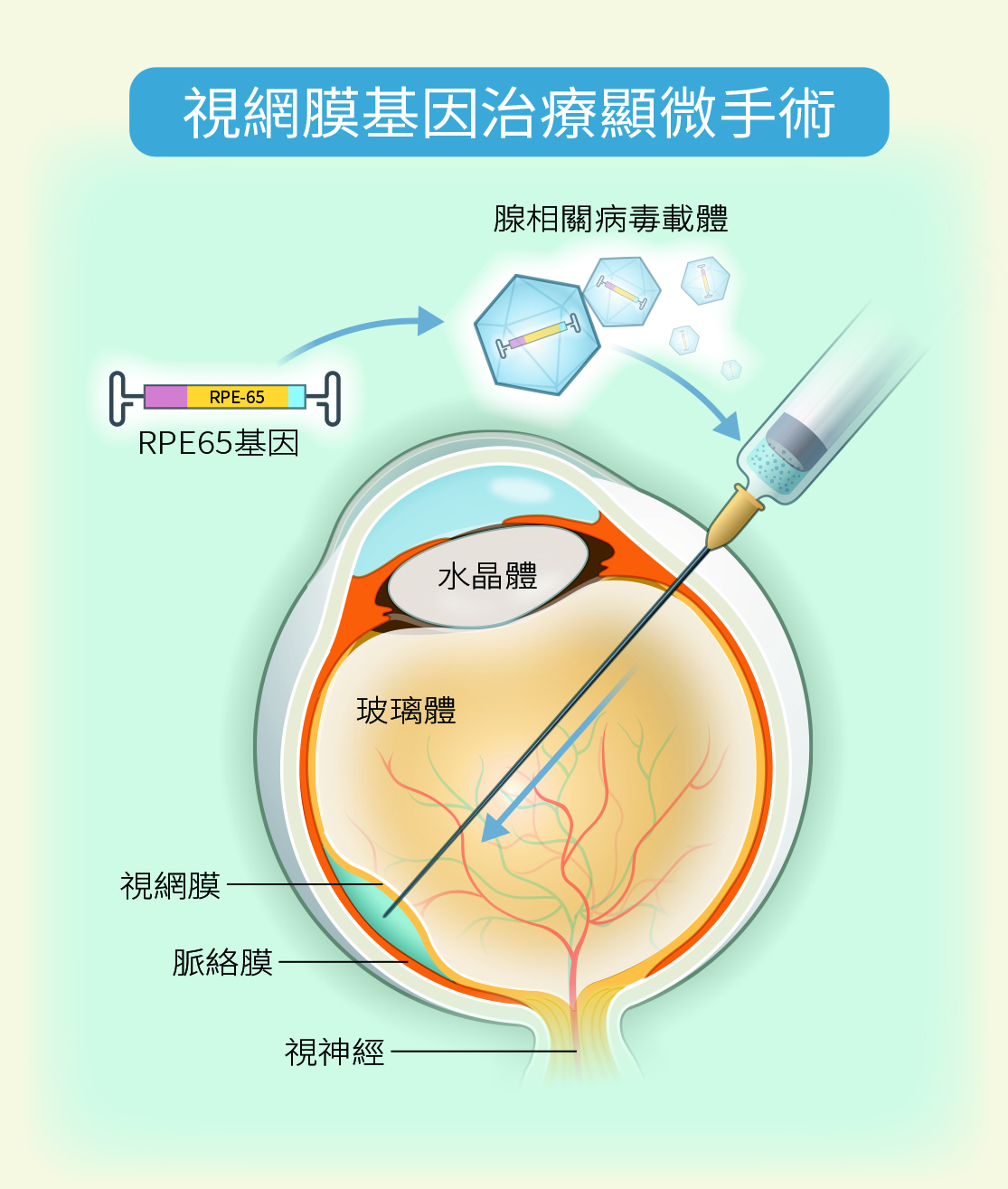 健康刊物| 全民健康基金會
