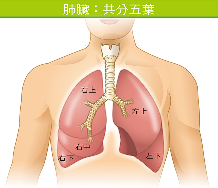 切除 術 胸腔 下 鏡 肺