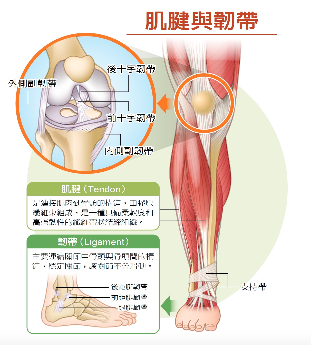 健康刊物 全民健康基金會