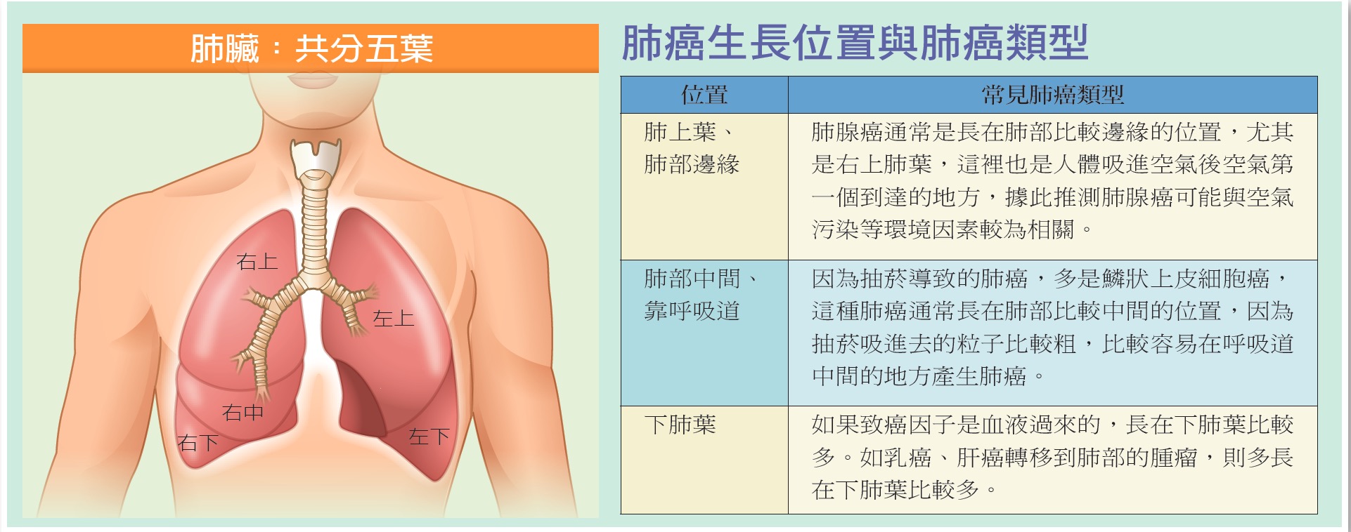 lungs