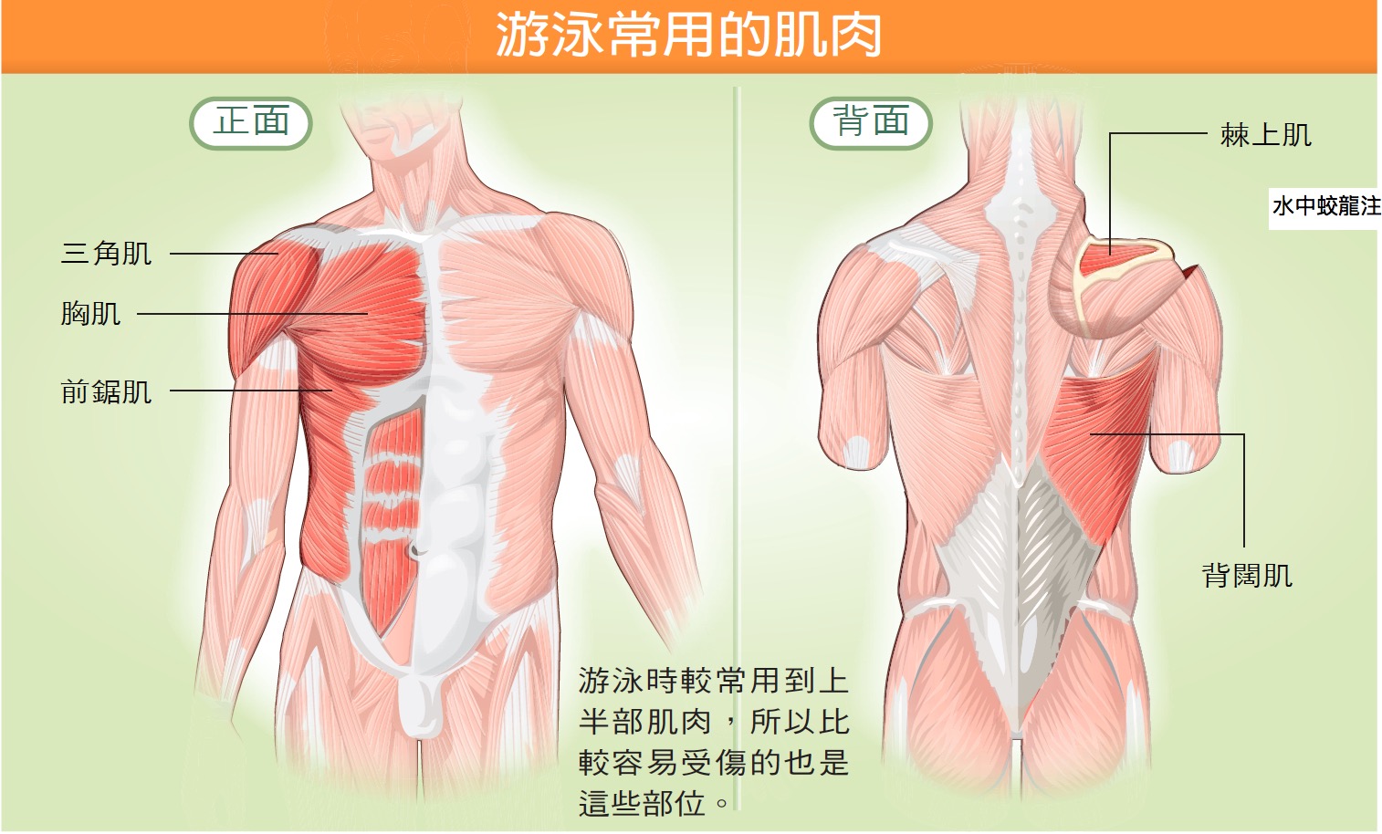 swimmuscle-s