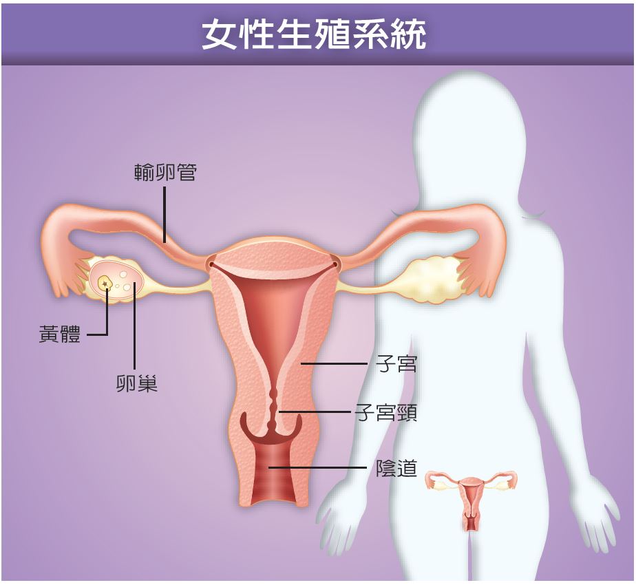 健康刊物 全民健康基金會