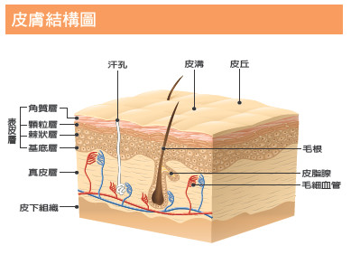 健康刊物 | 全民健康基金會